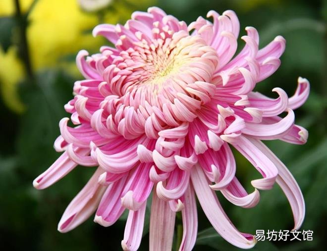 肛周脓肿会复发吗 肛周脓肿复发怎么办
