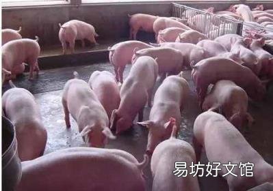 养猪未来的市场怎么样 养猪前景