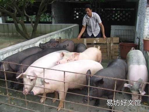 养猪未来的市场怎么样 养猪前景