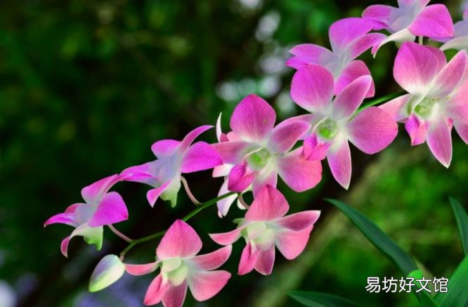 养蝴蝶兰用什么土最好 兰草怎么养