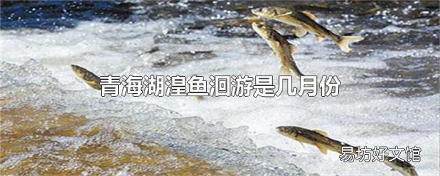 青海湖湟鱼洄游是几月份