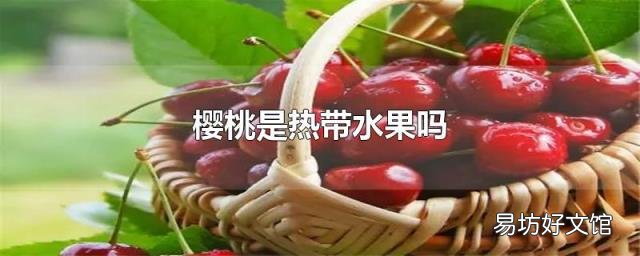 樱桃是热带水果吗