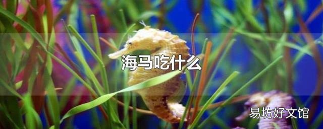海马吃什么