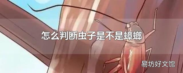 怎么判断虫子是不是蟑螂