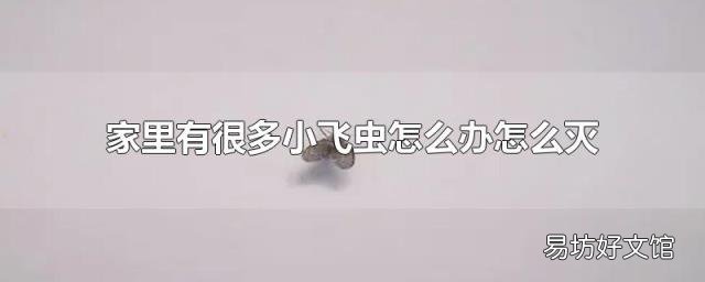 家里有很多小飞虫怎么办怎么灭