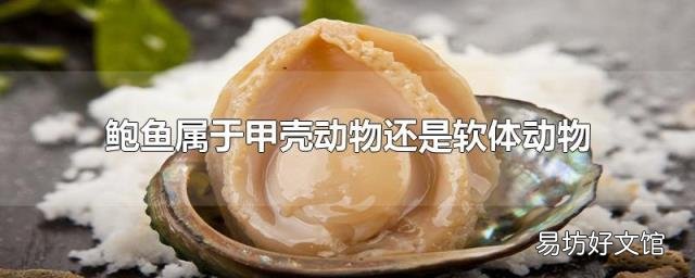 鲍鱼属于甲壳动物还是软体动物