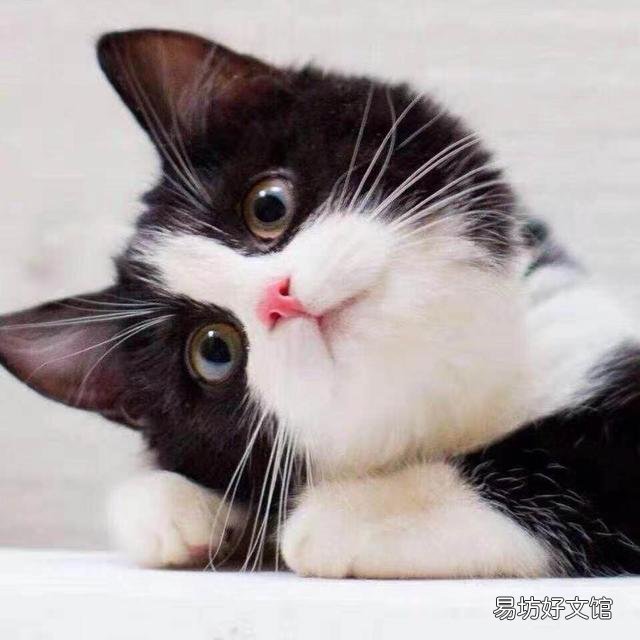 猫三岁相当于人多少岁(猫三岁相当于人多少岁智商)