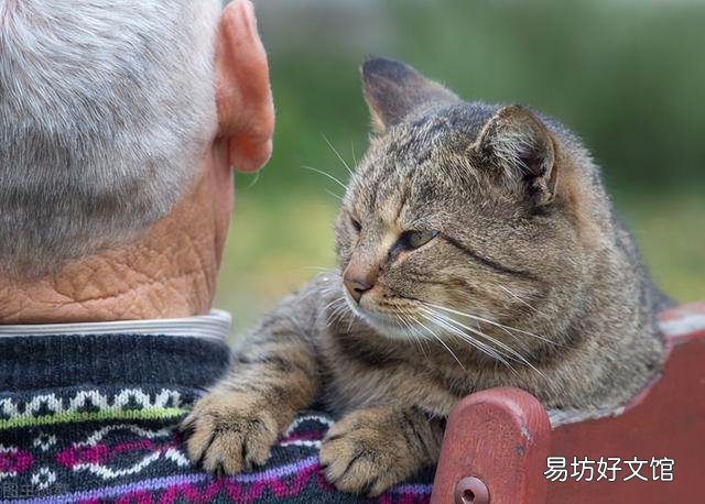 猫三岁相当于人多少岁(猫三岁相当于人多少岁智商)