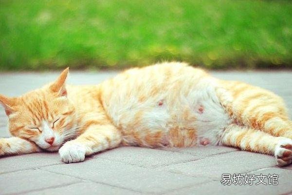 用来引诱小猫的猫叫声(诱导猫咪的叫声)
