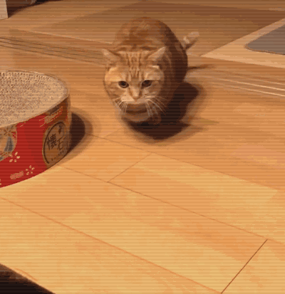 猫肛门腺一定要挤吗(猫肛门腺为什么要挤)