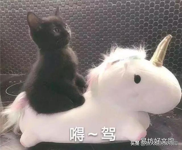 猫肛门腺一定要挤吗(猫肛门腺为什么要挤)