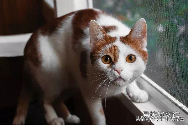 猫肛门腺一定要挤吗(猫肛门腺为什么要挤)