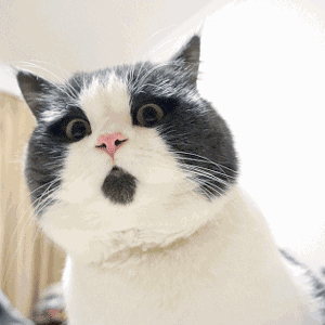 猫肛门腺一定要挤吗(猫肛门腺为什么要挤)
