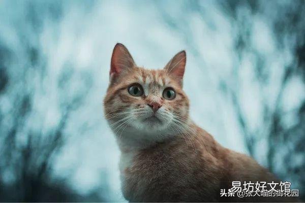 猫肛门腺一定要挤吗(猫肛门腺为什么要挤)