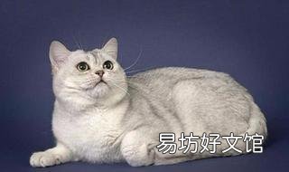 银虎斑猫图片(美短银虎斑猫图片)