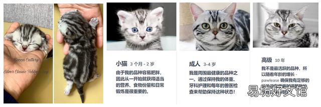 银虎斑猫图片(美短银虎斑猫图片)