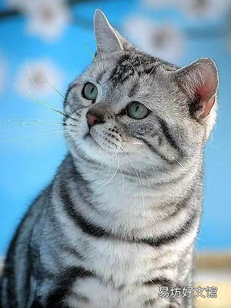 银虎斑猫图片(美短银虎斑猫图片)