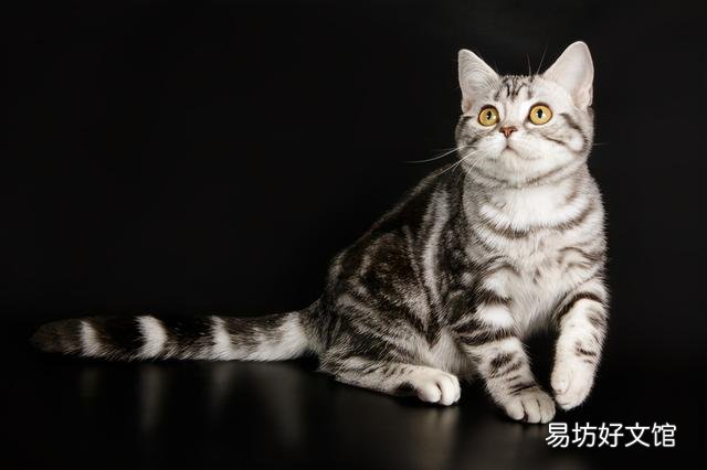 银虎斑猫图片(美短银虎斑猫图片)