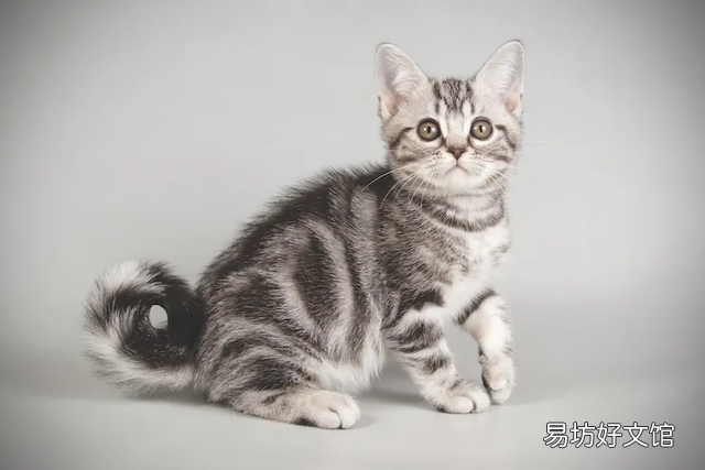 银虎斑猫图片(美短银虎斑猫图片)