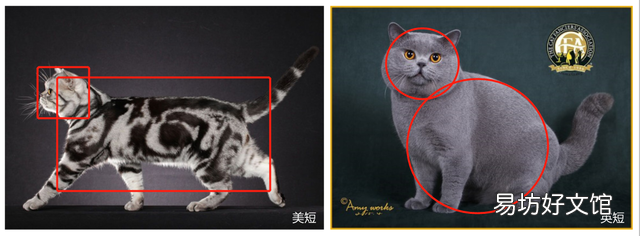 银虎斑猫图片(美短银虎斑猫图片)