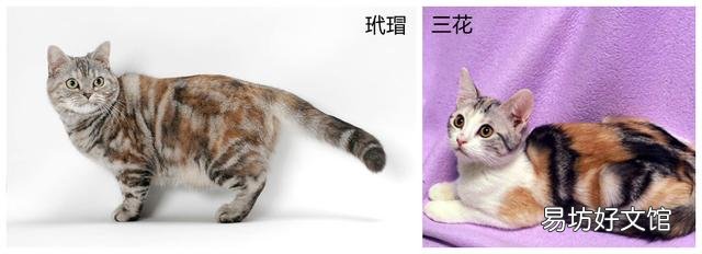 银虎斑猫图片(美短银虎斑猫图片)