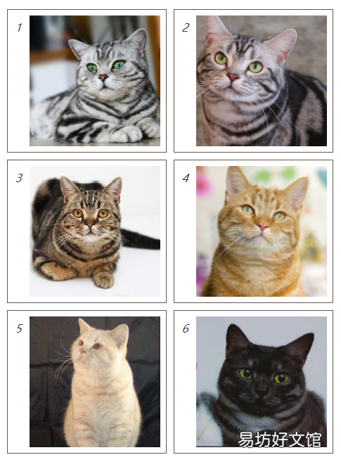 银虎斑猫图片(美短银虎斑猫图片)