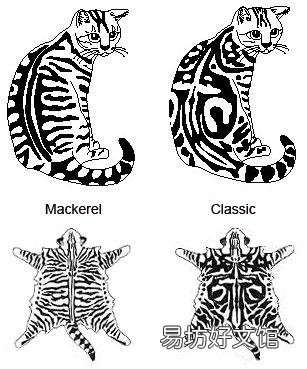 银虎斑猫图片(美短银虎斑猫图片)