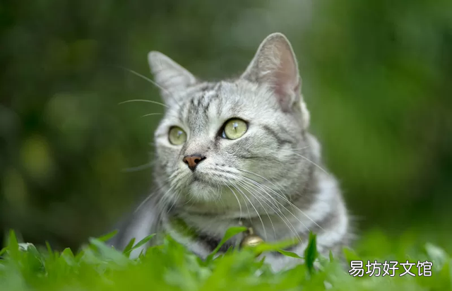 银虎斑猫图片(美短银虎斑猫图片)