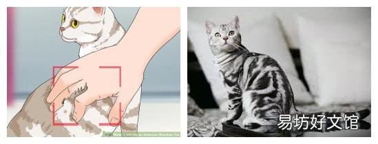 银虎斑猫图片(美短银虎斑猫图片)