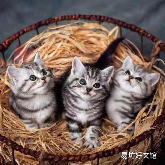 银虎斑猫图片(美短银虎斑猫图片)