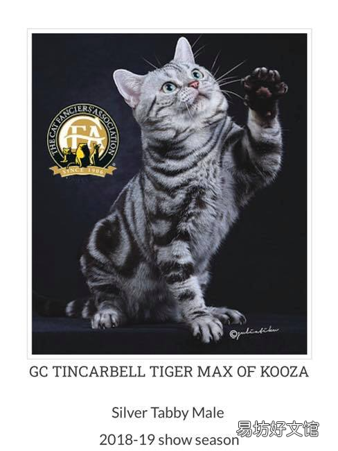 银虎斑猫图片(美短银虎斑猫图片)