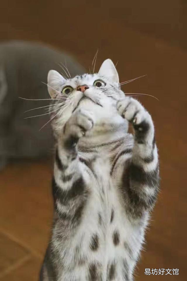 银虎斑猫图片(美短银虎斑猫图片)