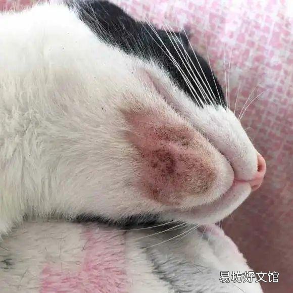 猫咪身上有黑色像煤渣(猫咪身上有黑色的小渣渣)