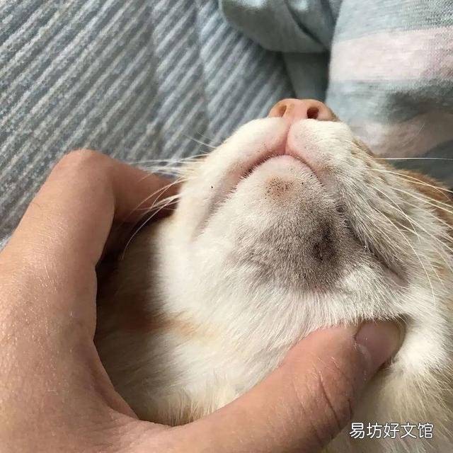 猫咪身上有黑色像煤渣(猫咪身上有黑色的小渣渣)