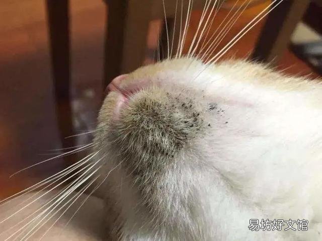 猫咪身上有黑色像煤渣(猫咪身上有黑色的小渣渣)