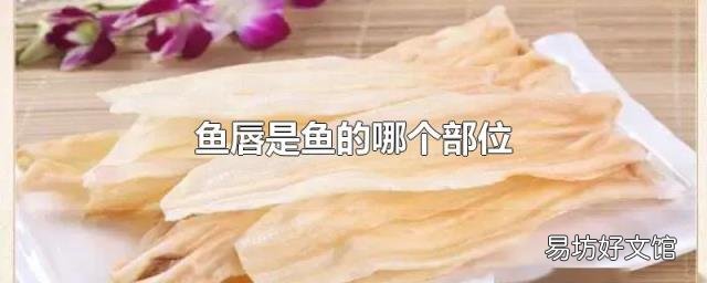 鱼唇是鱼的哪个部位