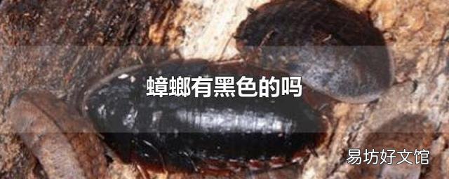 蟑螂有黑色的吗