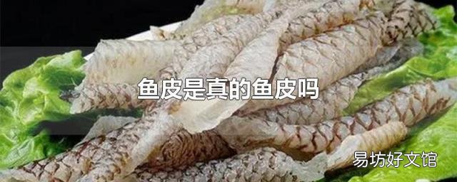 鱼皮是真的鱼皮吗