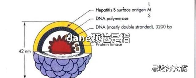 dane颗粒是指