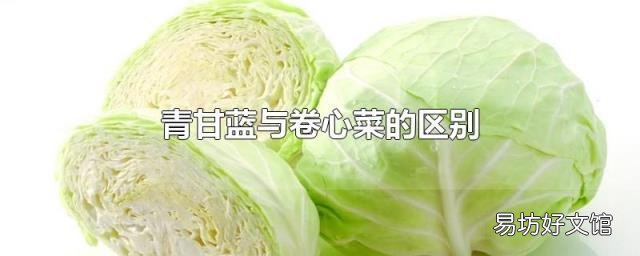 青甘蓝与卷心菜的区别