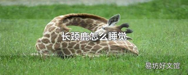 长颈鹿怎么睡觉
