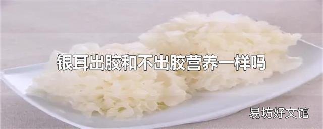 银耳出胶和不出胶营养一样吗