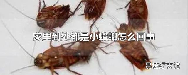 家里到处都是小蟑螂怎么回事