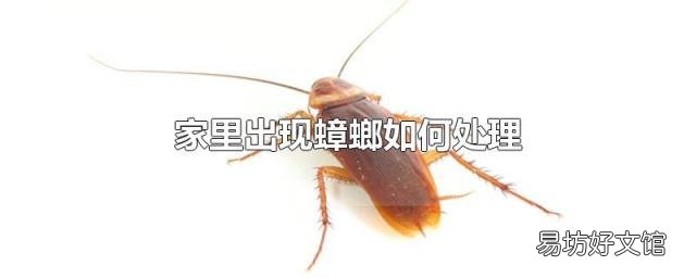 家里出现蟑螂如何处理