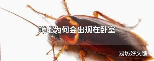 蟑螂为何会出现在卧室