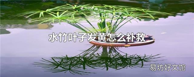 水竹葉子發(fā)黃怎么補救