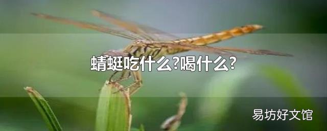 蜻蜓吃什么?喝什么?