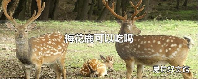 梅花鹿可以吃吗