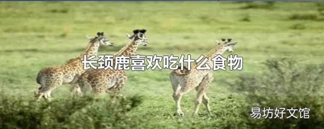 长颈鹿喜欢吃什么食物