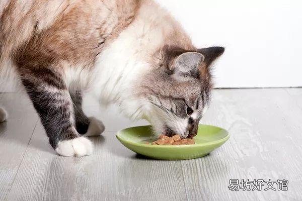猫咪发抖是怎么回事(猫咪发抖一阵一阵的)